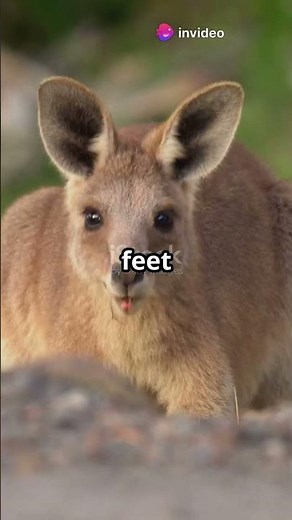 50,000-Year-Old Giant Kangaroo Fossil Found! #FossilDiscovery #GiantKangaroo #Paleontology #AncientE