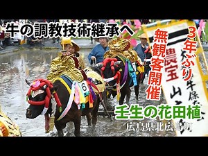 ［３年ぶりの祭り］「壬生の花田植」 技術継承へ無観客で再開 （広島県北広島町）