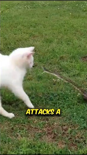 Snake vs Cat Reflex Test — You Won’t Believe Who Wins!