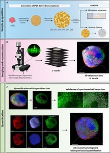 Contribution of tissue clearing and 3D image analysis to in vitro modeling of human cortical development - Scientific Reports
