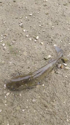 Video di Tony Reign (@tonyreign) con original sound - Tony Reign