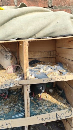 Raw video 🔥 Pigeon lover like this video#tranding #pigeon