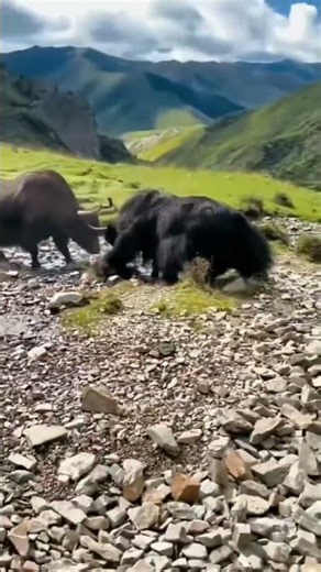 These big cows started fighting 😳🐄 #shorts #fighting