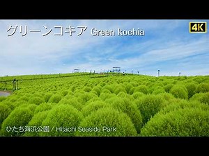 【夏の絶景４K】みはらしの丘を緑に染めるグリーンコキア｜ひたち海浜公園 2026