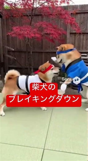 柴犬が格闘技！？ #元気になる動画 #かわいい犬 #柴犬 #cutedog #dogvideo #癒し #ブレイキングダウン