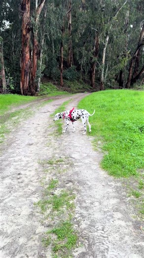 #dog #beauty #dalmatian #dogsoftiktok