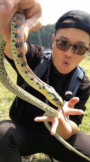 毒の強さはハブ、マムシを圧倒的に上まる毒蛇！これがヤマカガシ！ #shorts