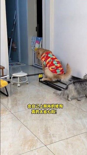 No More Accidents: The Ultimate Dog Toilet Solution