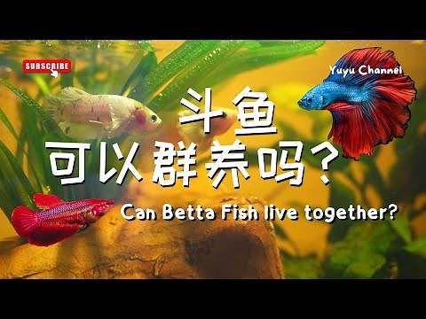 Betta Series 🐟 斗鱼打架鱼系列 | 斗鱼打架鱼可以群养吗？Can Betta Fish live together?