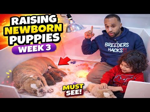 How to care for 3 week old Puppies (Week 3) Guide: Breeder Care Guide