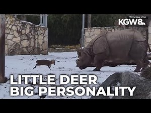 Tiny deer seen chasing rhino around zoo enclosure