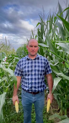 13K views · 432 reactions | Do you know the difference between sweet corn and field corn? John Hummel, a farmer from Franklin County, helps us with the next question in our #askafarmer series. #ohiofarmbureau #sweetcorn #sweetcorn #fieldcorn | Ohio Farm Bureau | Facebook