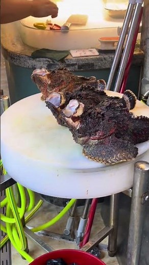 Deadly Stone Fish: The Most Venomous Fish in the World | Amazing Facts & Survival Tips"