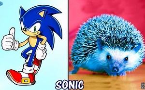 Sonic Boom in Real Life! All Characters