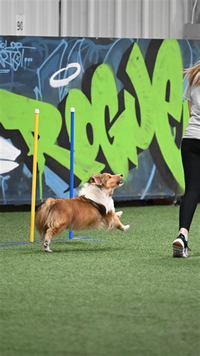 Kirby & Shiner on Instagram: "Can you sense a pattern this year? 😅💀 In honor of the Winter Olympics, had to bring back this golden audio that got us 3.2 million views last year 😂 While we didn’t qualify for NAC this year, we got really close, so maybe next year is our year! Note: Again, no Kirby’s were harmed in the making of this video, he has wonderful instructors, and does not get to play around on equipment. Sometimes he just makes…uninformed decisions 🙃 #winterolympics #agility #agility