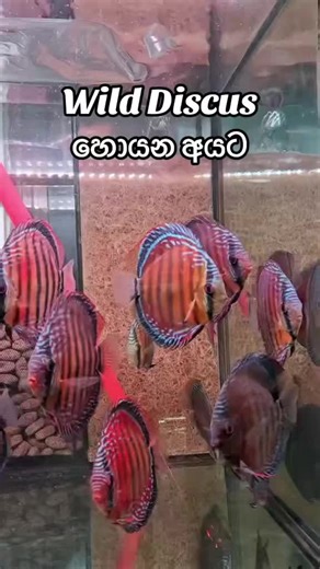 Nano Fish Corner | Wild Royal Discus 🥹❤️ | Instagram