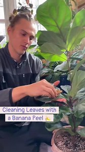 Banana peel sheen! #houseplant #foliage #happyplants