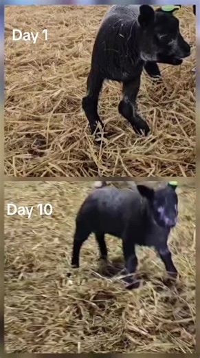 Check out another happy customer! Use Natural Nutrition productd to sort out knuckling lambs! #irishbluetexel #naturalnutrition #selcov #musclerightsheep #nutritionspecialists