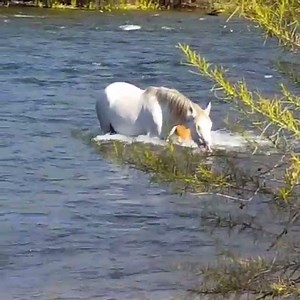 THIS VIDEO HAD US SWEATIN'! 😥 Watch as a baby horse struggles to make it across the Salt River... (it's a happy ending, we promise). 🐴 📷: greg7755/Instagram | FOX 10 Phoenix