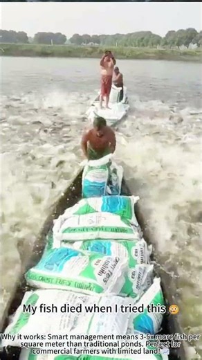 Farming fish in high density ponds smart 🐟