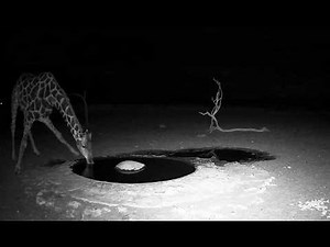 NamibiaCam: Giraffe Drinks, Owl Hunts, Hyenas Roam at Dawn