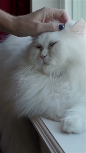 Le chat persan n'est PAS pour tout le monde (voici pourquoi)
