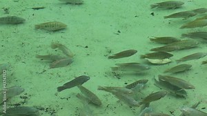 Blue Springs State Park fish in river Florida HD 1910