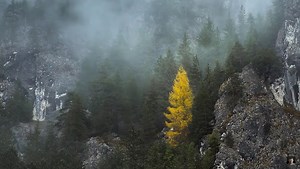 12 Fantastic Tips for Foggy Forest Photography