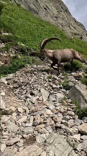 Ibex on trail, Chamonix valley, Alps