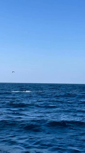 Killer whales are the oceans apex predator, and this encounter on Saturday really showed the power and diligence these animals possess! While it can be tough to watch these predators at work, it's imp_1 | VIRAL F2