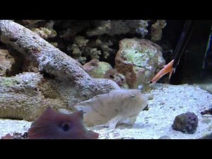Anglerfish Eating Krill