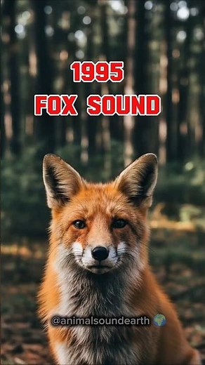 Fox Real Scream Bark Sound in Forest Ambience