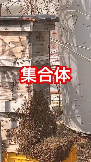ワイルド生活ミツバチと共にある生活 #自然 #田舎暮らし #春 #ニホンミツバチ