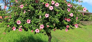 How to Care for a Hibiscus Tree | DoItYourself.com