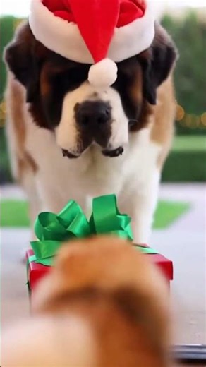 The Pomeranian Who Didn’t Expect That Bubble Explosion 😂🎁🐶