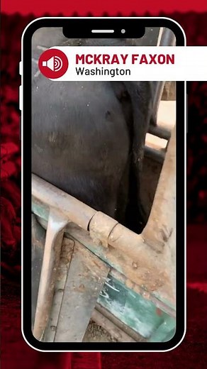 Using the Performance Beef App for Animal Health with McKray Faxon