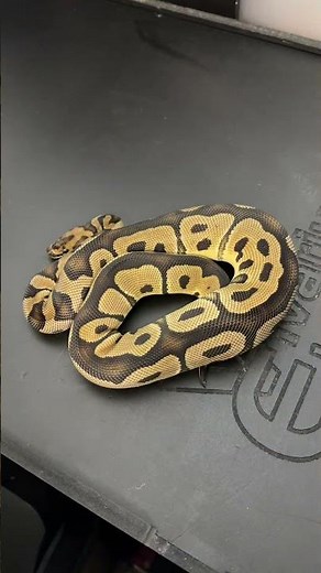 Which Ball Python Morph is your favorite?