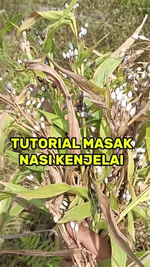 Tutorial Mengolah Nasi Kenjelai yang Bermanfaat
