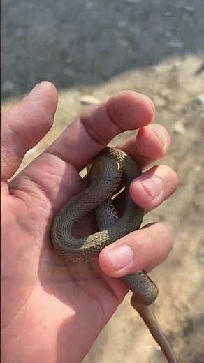 “Black Mamba – The Deadliest Snake Alive 😳”