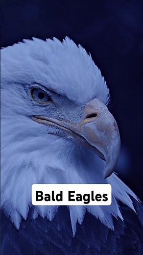 Why Bald Eagles Build MASSIVE Nests