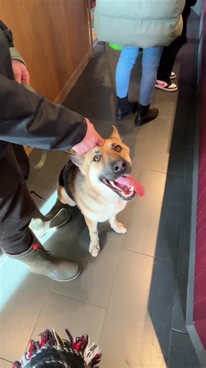 Leia's Pup Cup Drama: A Dog Day Out