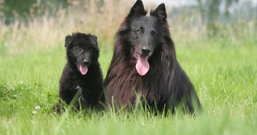 Berger Belge Groenendael : origine, taille et caractère