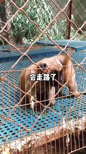 克莱姆血系与剑血完美结合