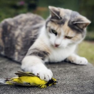 Cat Wars: The Devastating Consequences Of A Cuddly Killer | Bird Academy • The Cornell Lab