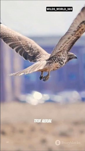 Hawks 🦅 | Amazing Facts About the Powerful Bird of Prey #hawk #facts #shorts
