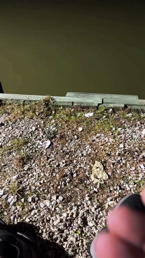 How to Cook Stingray on Ol Coleman | Catch Clean and Cook Videos