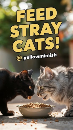 YellowMimish CAT on Instagram: "Street Cats Eating Food – Watch the Cutest Stray Cat Gang! Watch these adorable street cats enjoying their meal as we feed them on the street! From feeding milk to street cats to giving them food they love, these stray cats eat happily while we enjoy every moment. Suddenly the silence turns to a lot of meowing when the cutest street gang stole our hearts. Feeding street cats, feeding and cuddling street cats, and seeing them cry baby for food makes these moments u