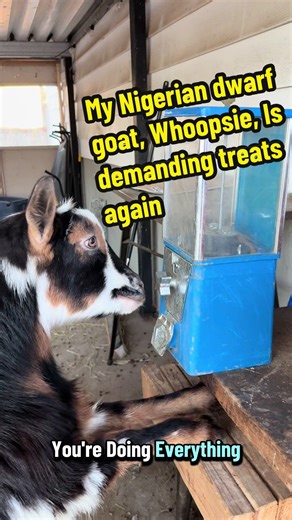 Whoopsie the Nigerian Dwarf Goat Demands Treats