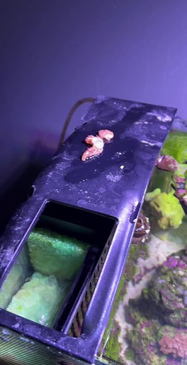 Emerald Crab Molting | Alien Creature in Reef Tank