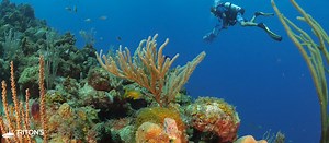 St. Croix Blog, Dive the Salt River Canyons Sites | GoToStCroix.com